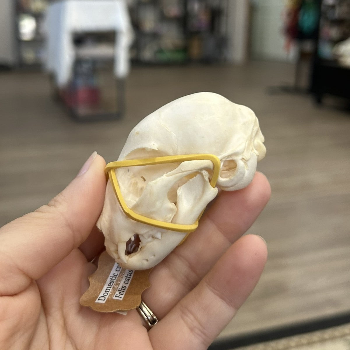 Kitten Skull