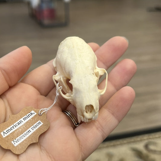 Mink Skull