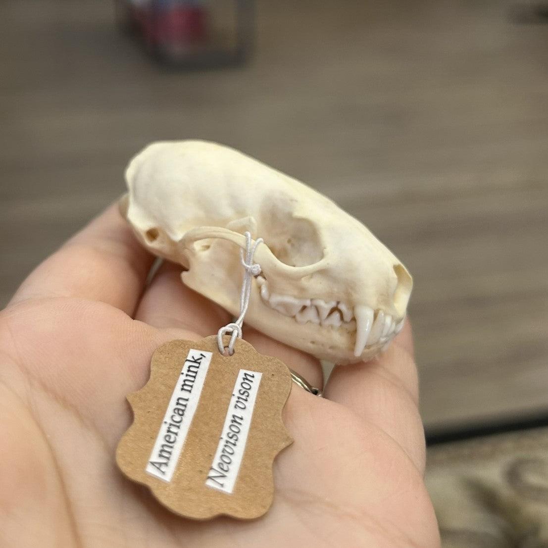 Mink Skull