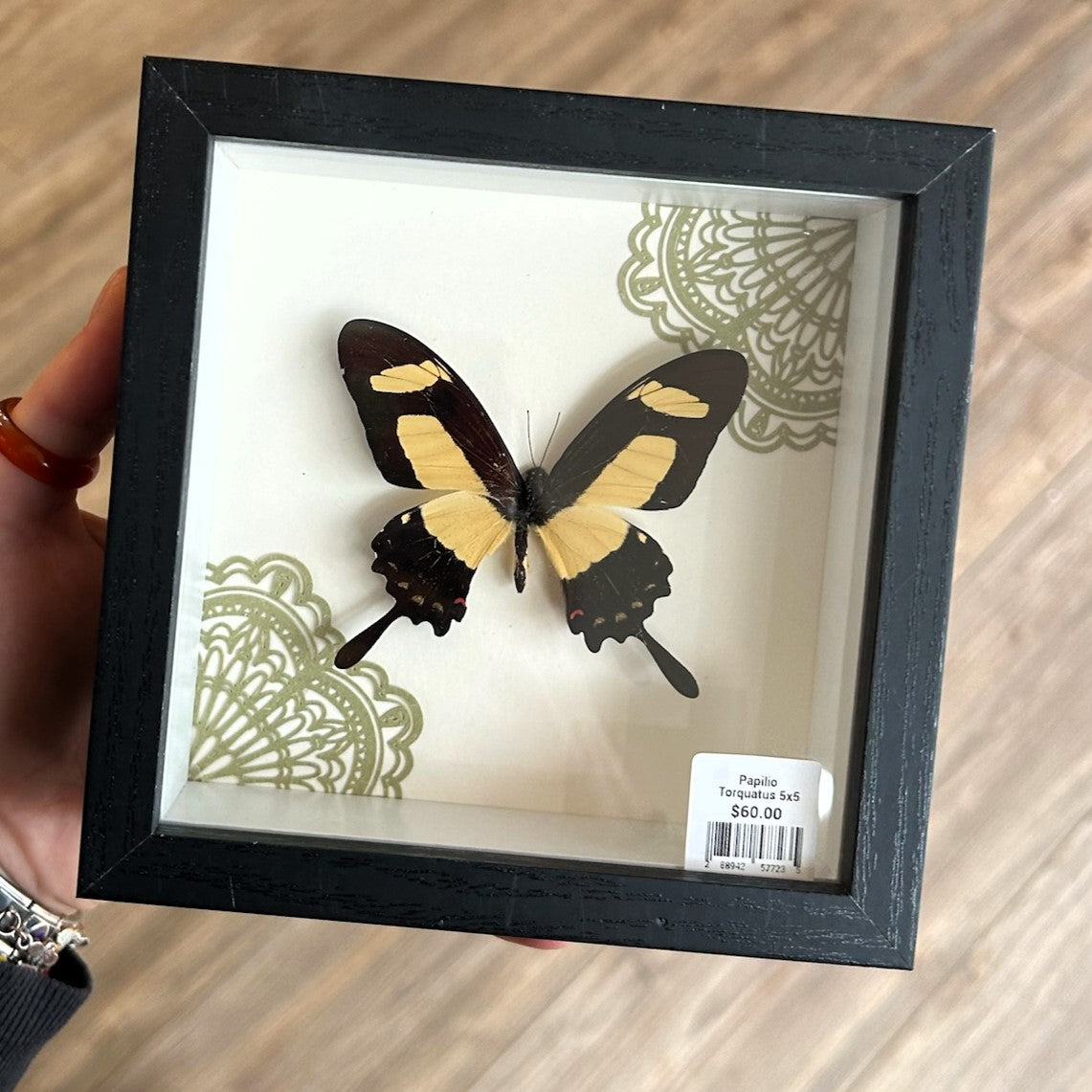 Papilio Torquatus Frame