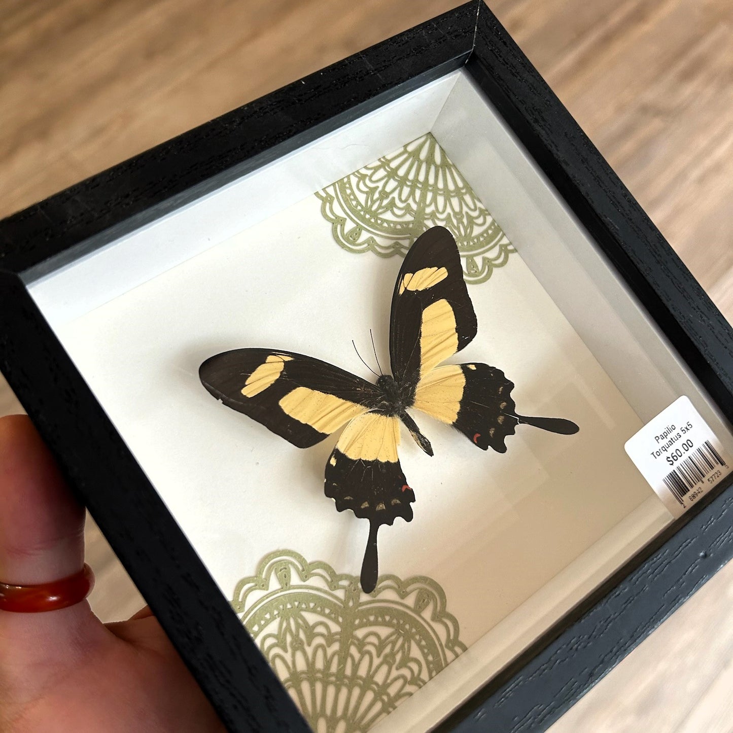 Papilio Torquatus Frame