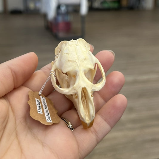Muskrat Skull
