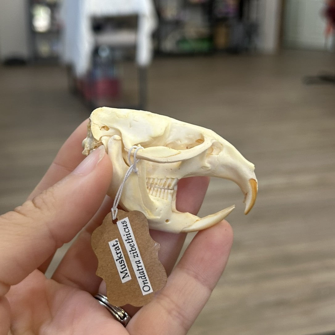 Muskrat Skull