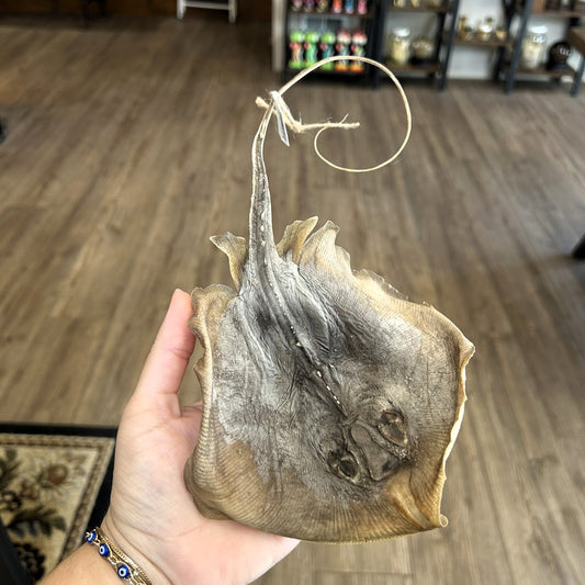 Mummified Stingray