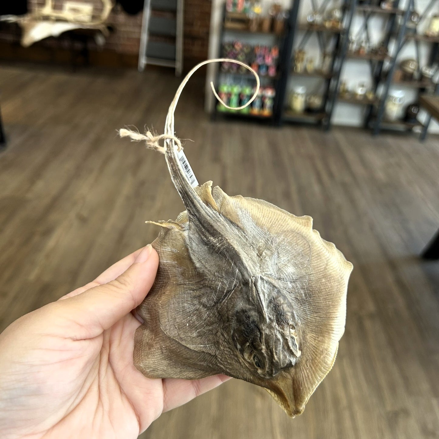 Mummified Stingray