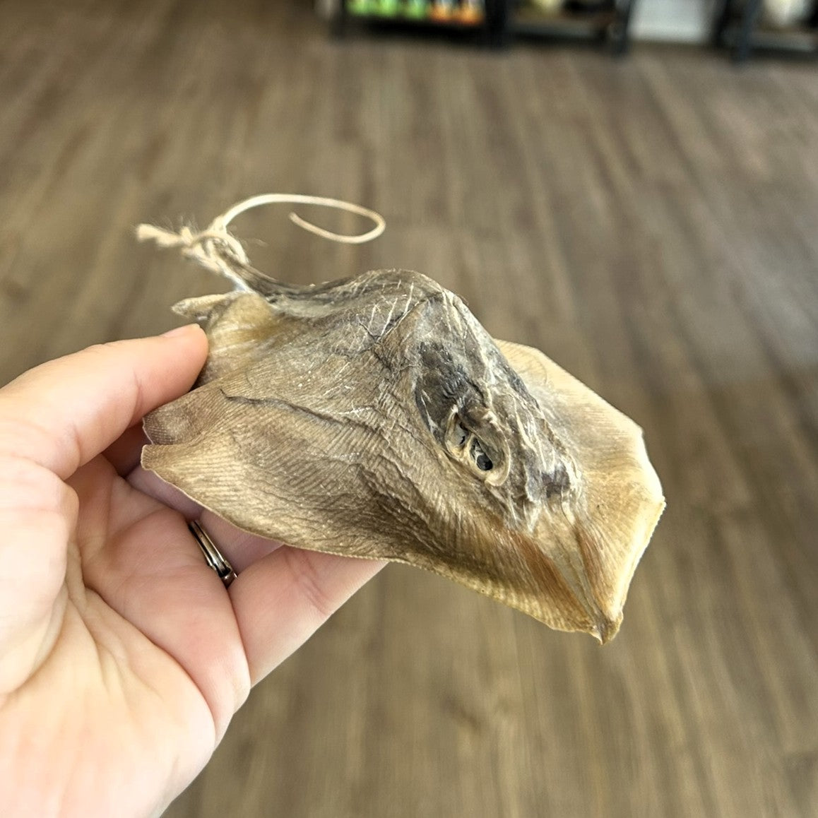 Mummified Stingray