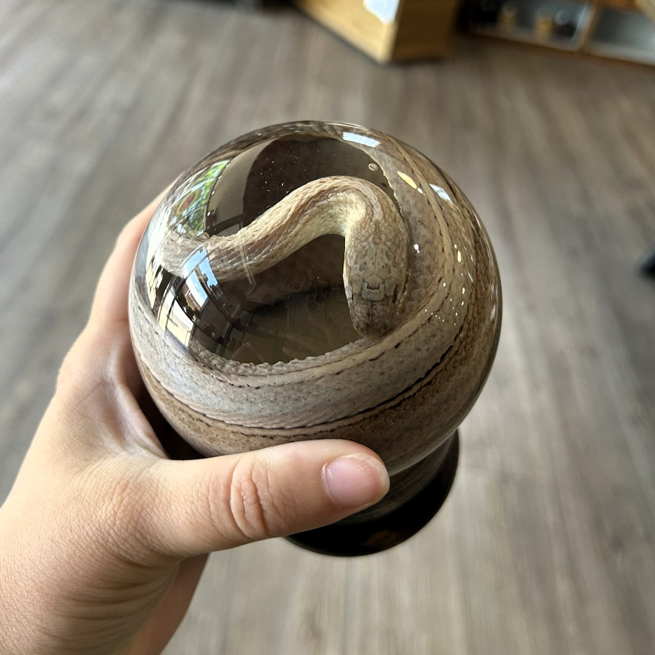 Snake Globes