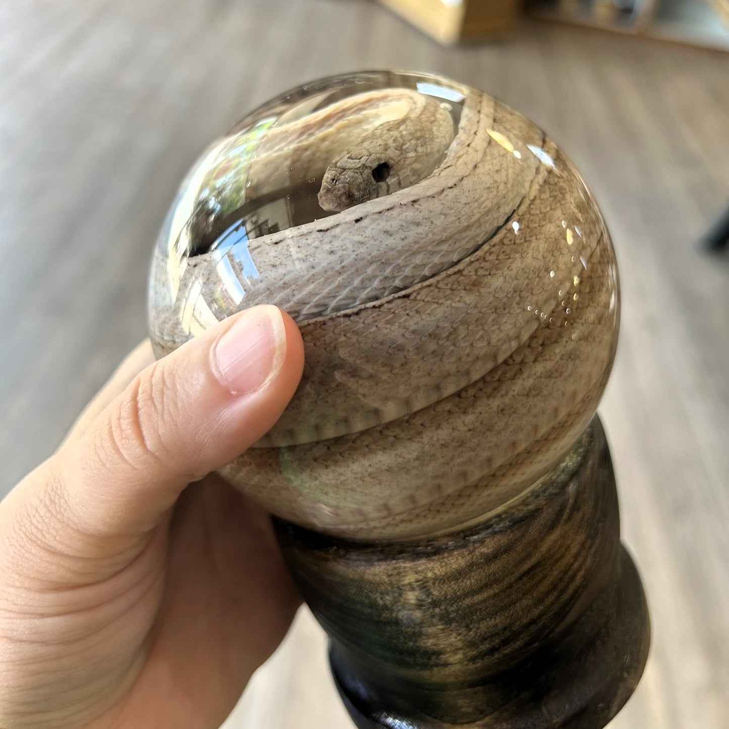 Snake Globes