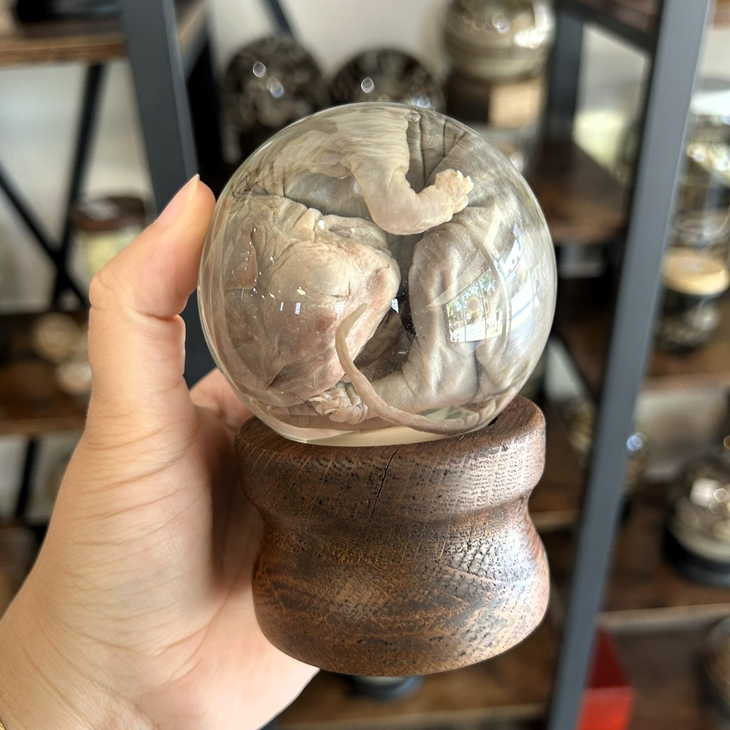 Sphynx Kitten Globe