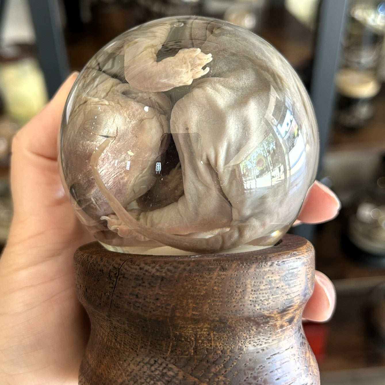 Sphynx Kitten Globe