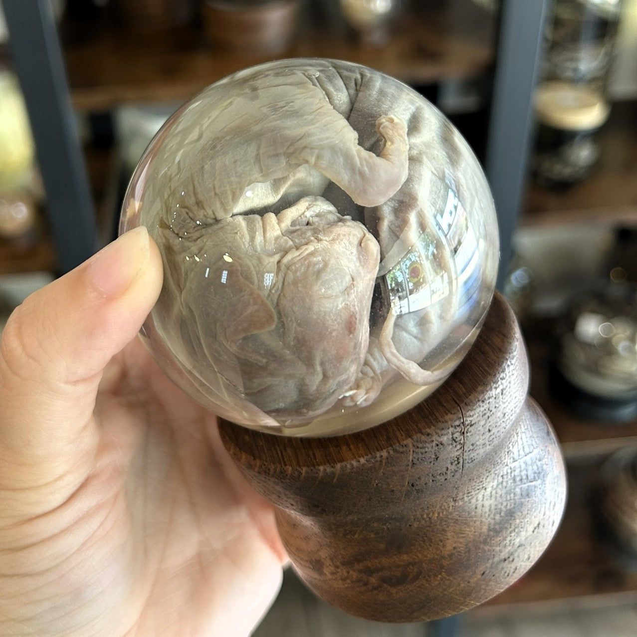 Sphynx Kitten Globe