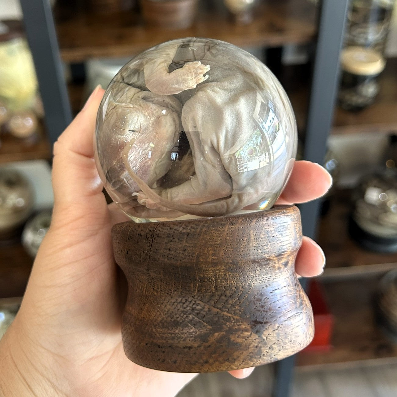 Sphynx Kitten Globe