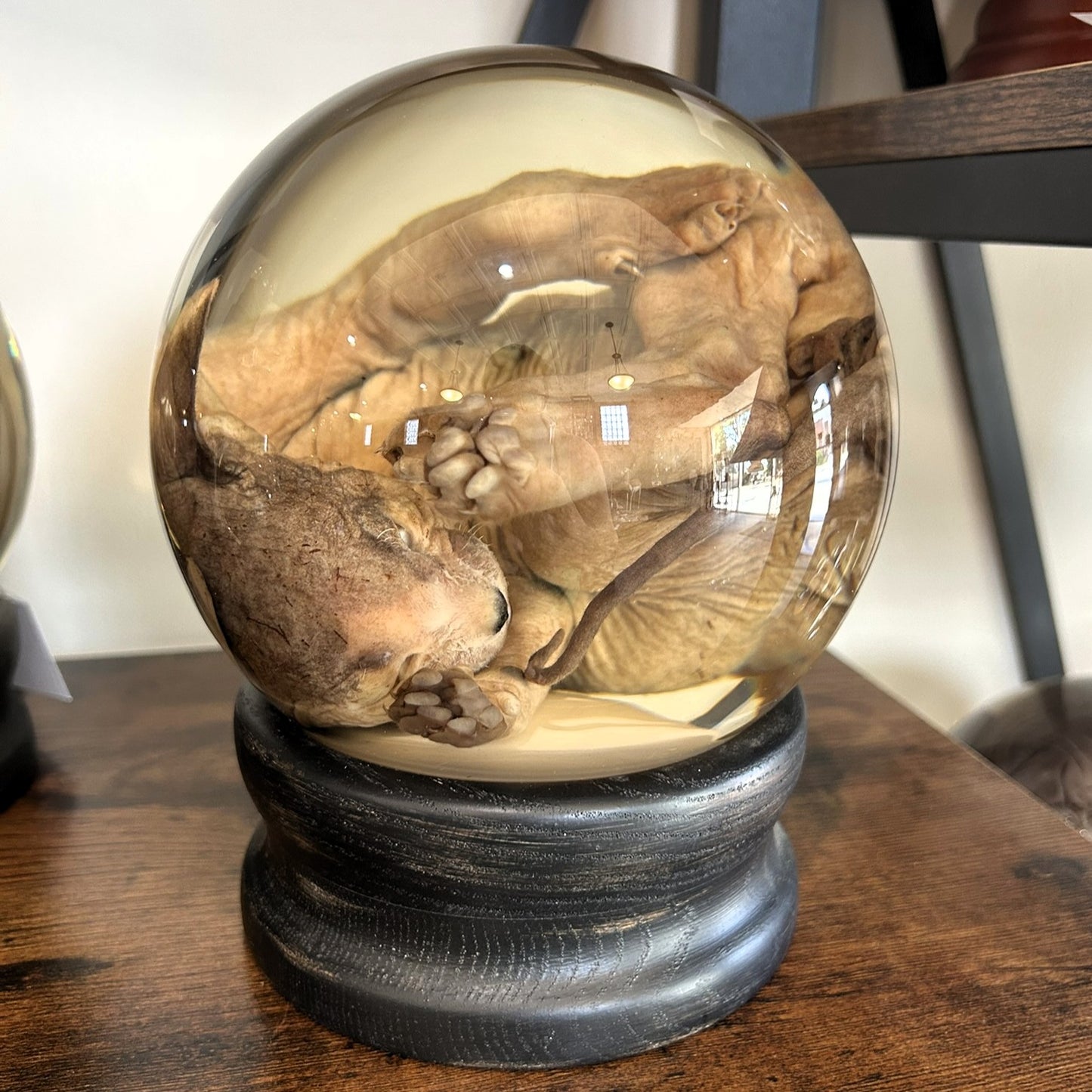 Sphynx Kitten Globe
