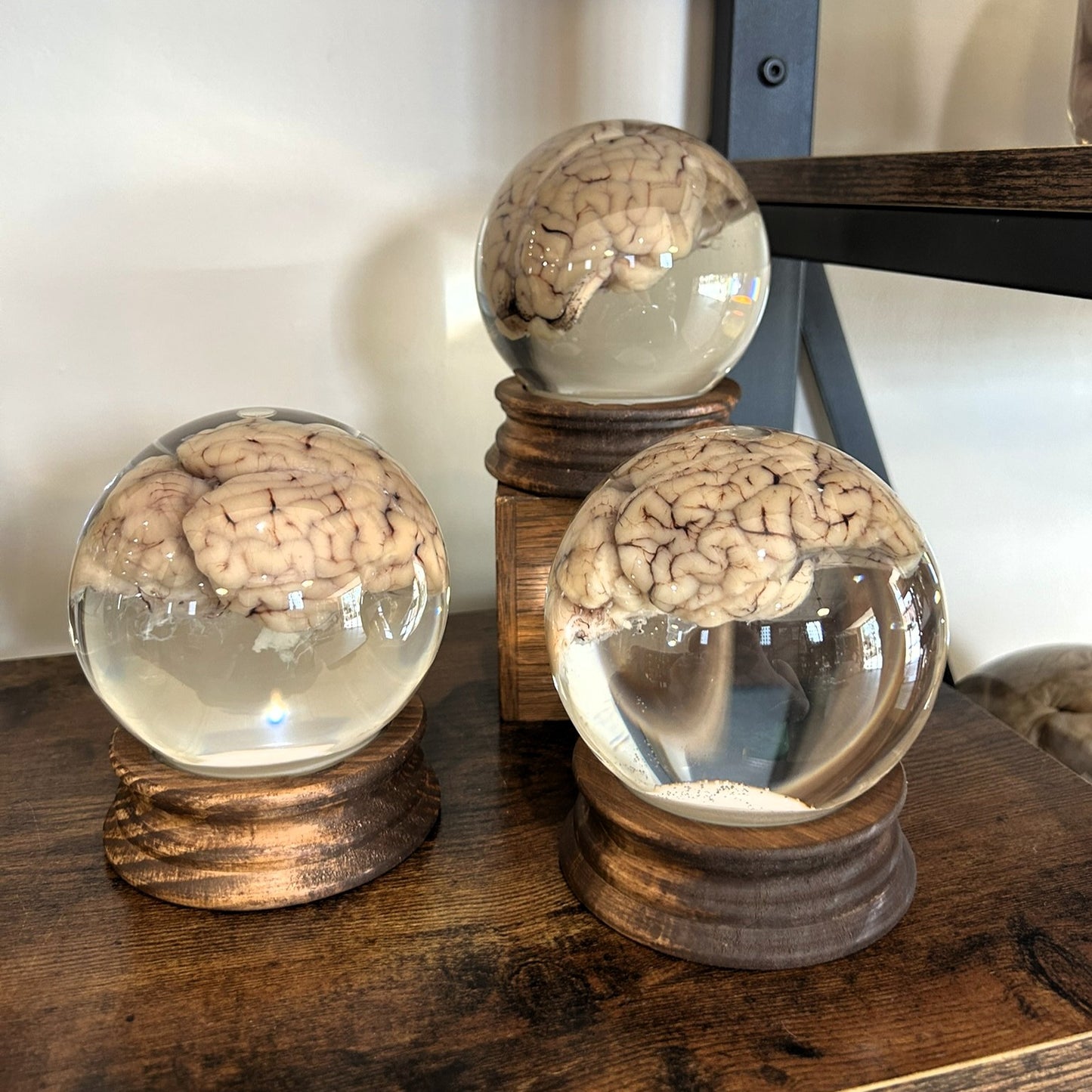 Sheep Brain Globe