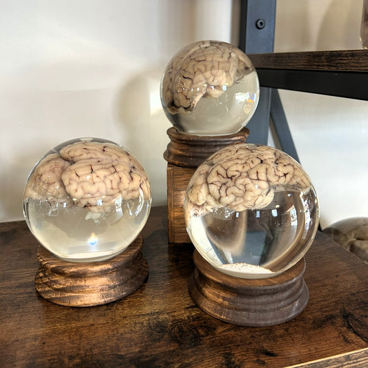 Sheep Brain Globe