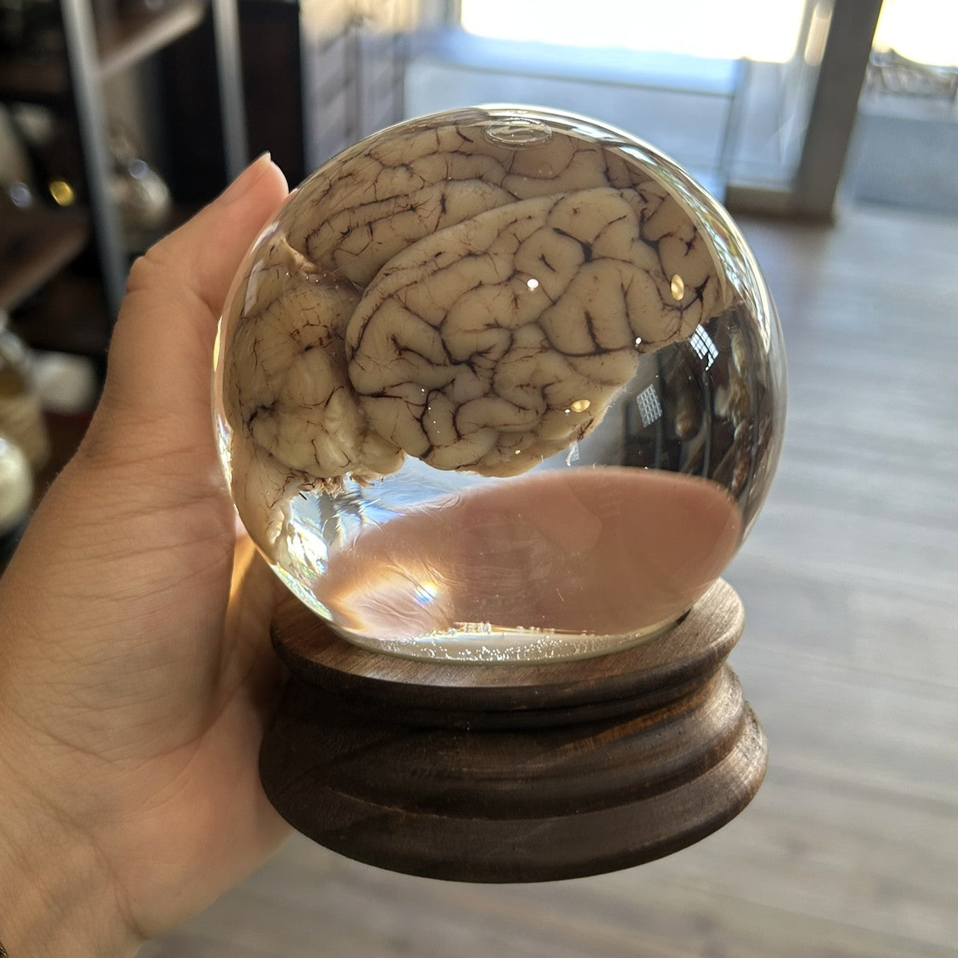 Sheep Brain Globe