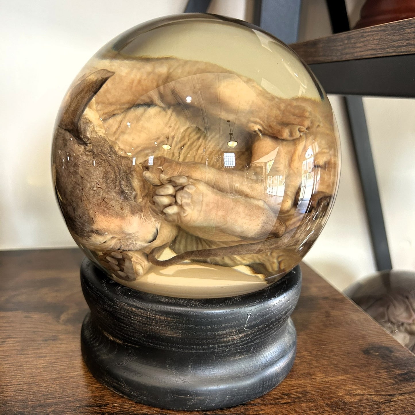 Sphynx Kitten Globe
