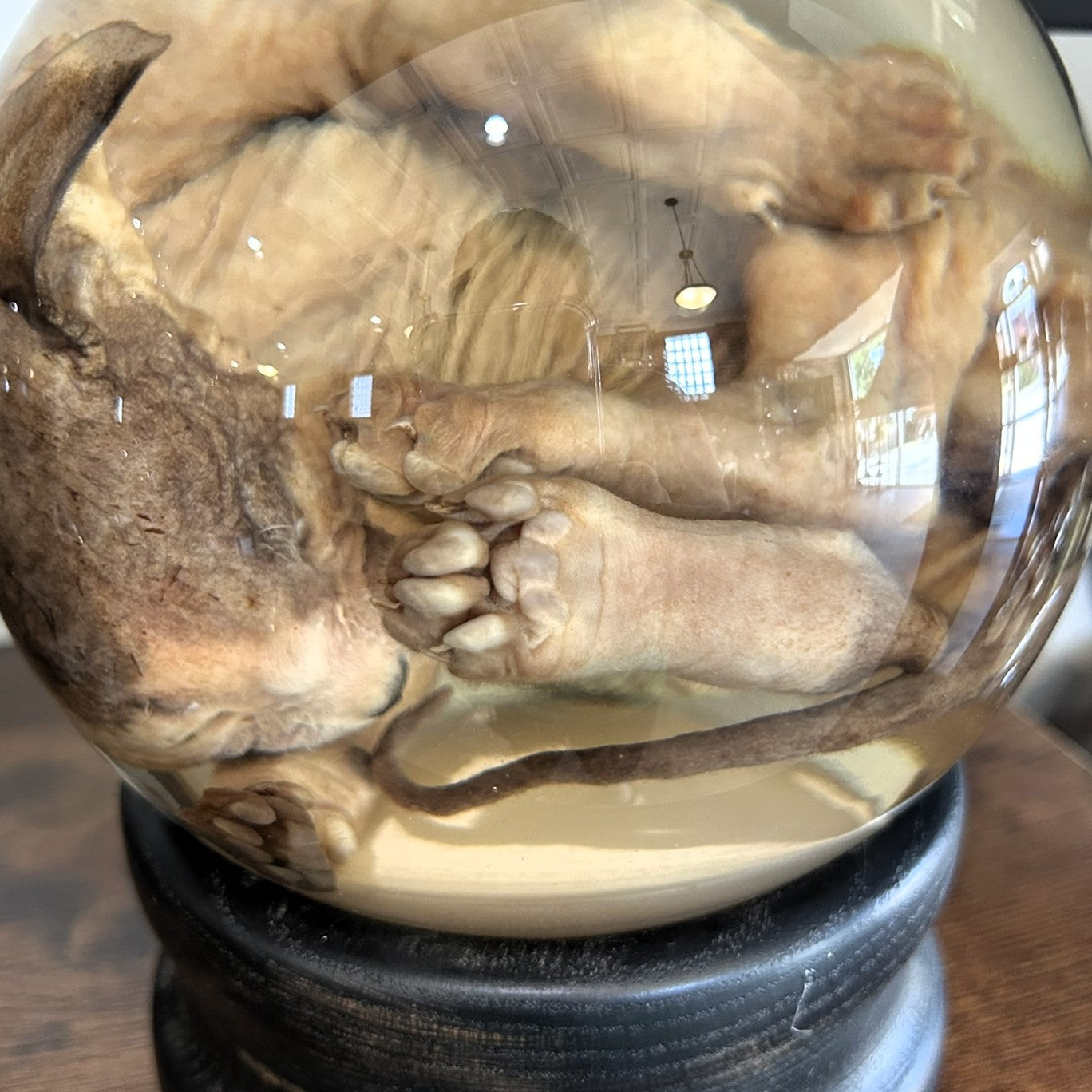 Sphynx Kitten Globe