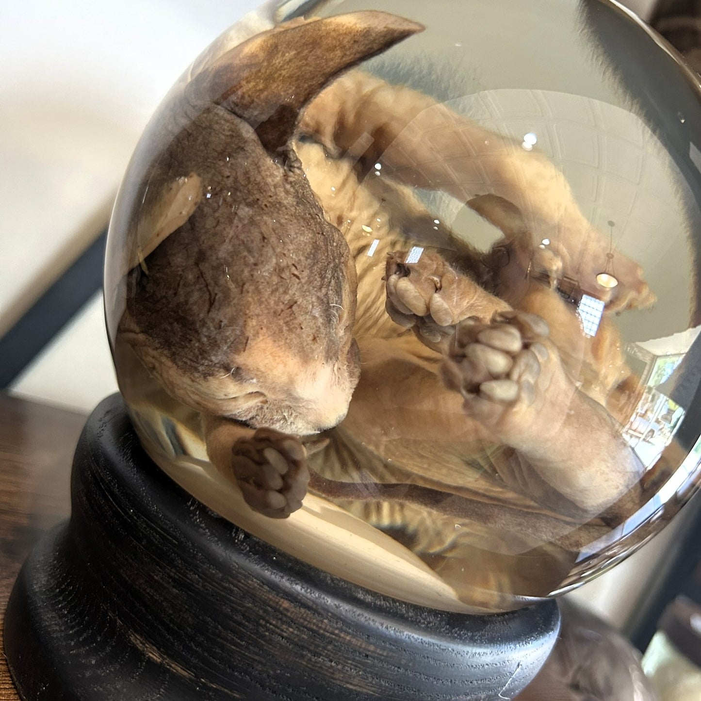 Sphynx Kitten Globe