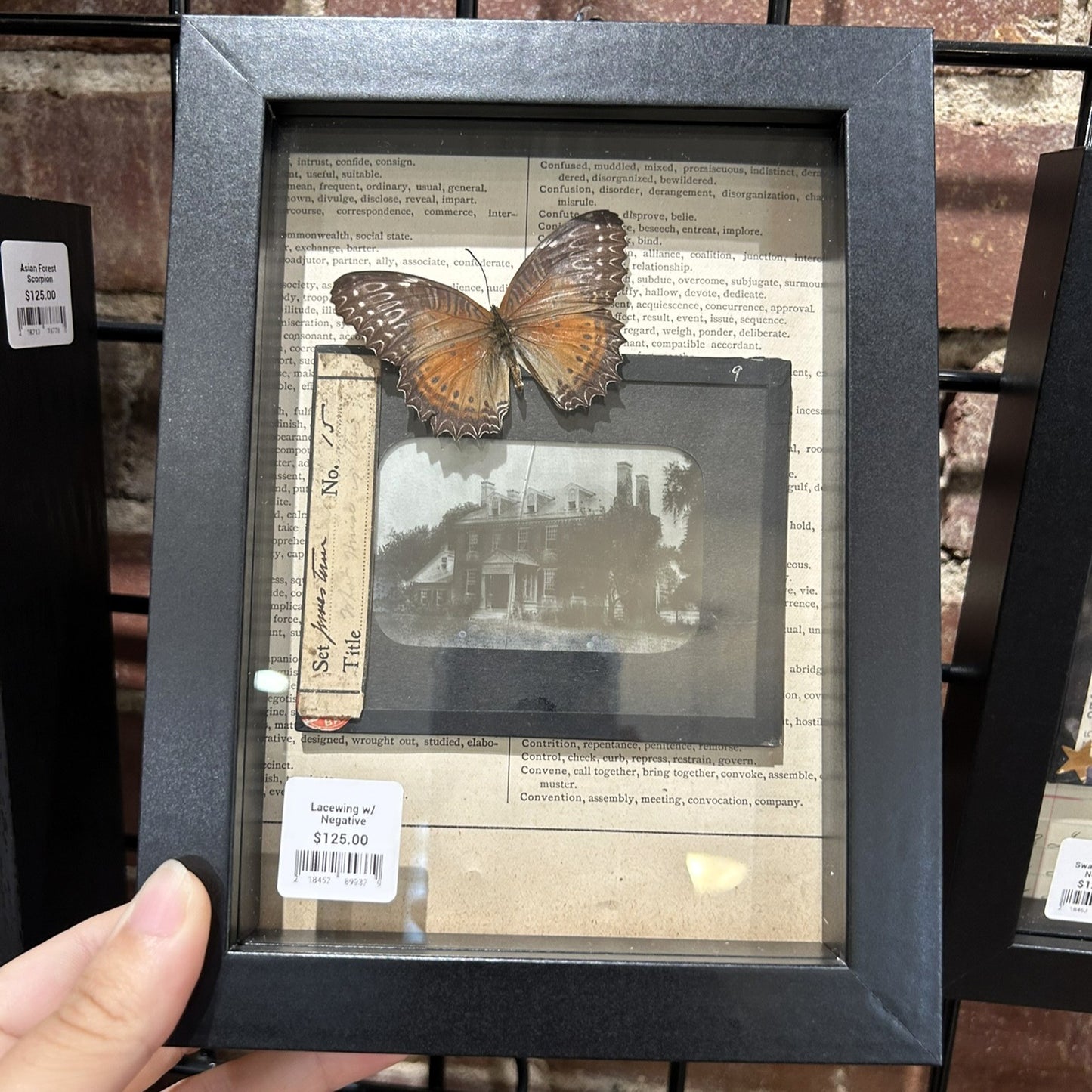Butterflies with Glass Negatives