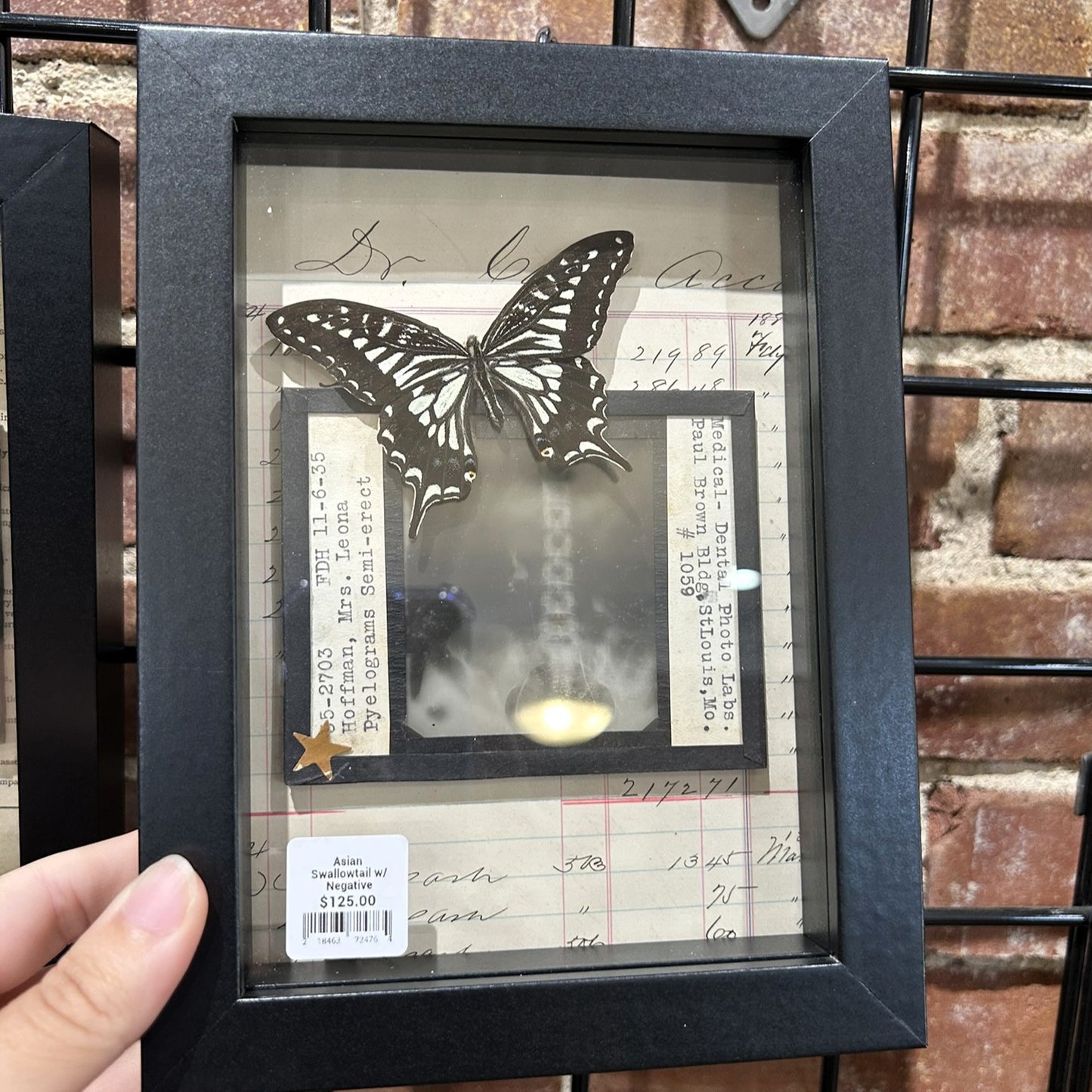 Butterflies with Glass Negatives