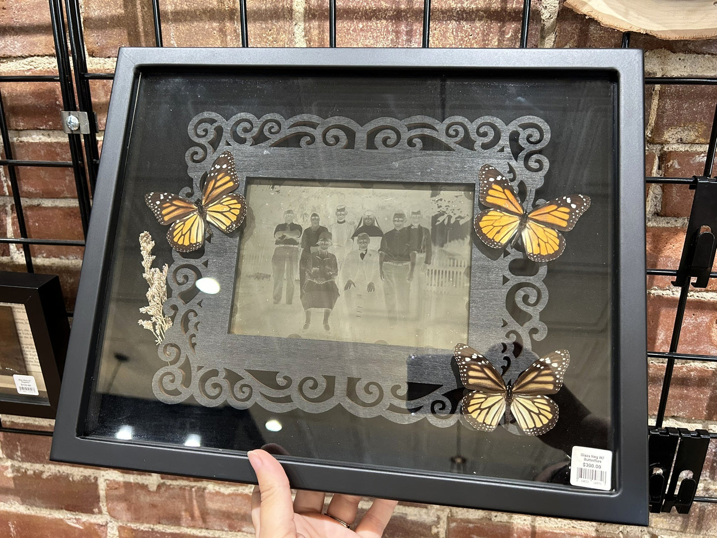 Butterflies with Glass Negatives