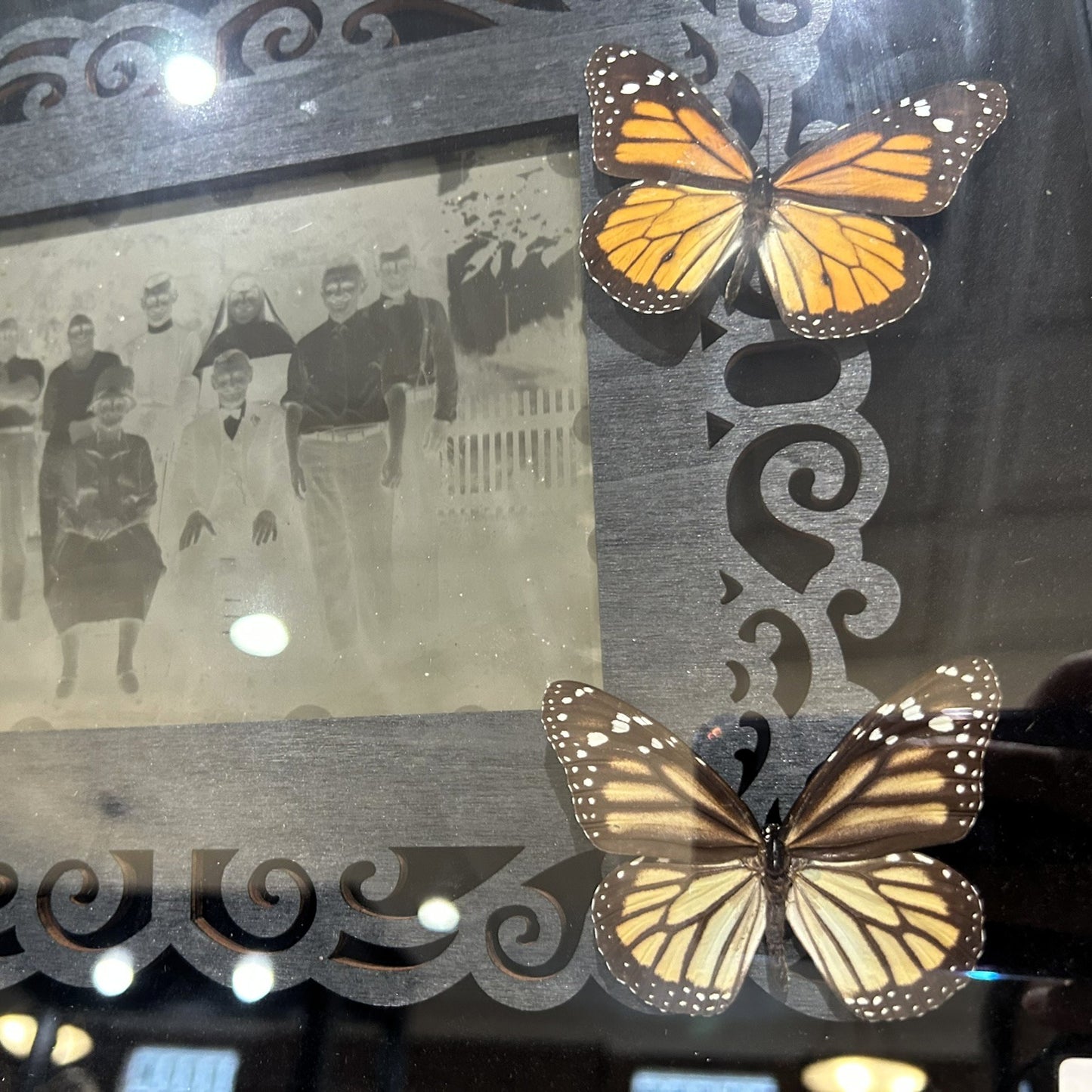 Butterflies with Glass Negatives