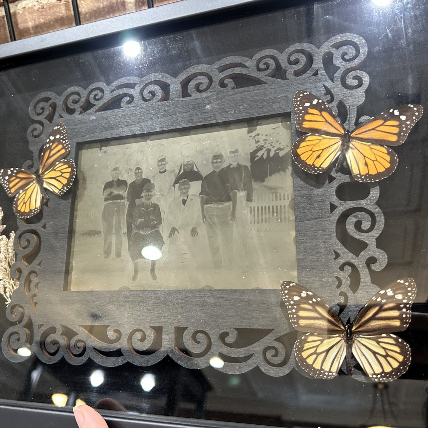 Butterflies with Glass Negatives