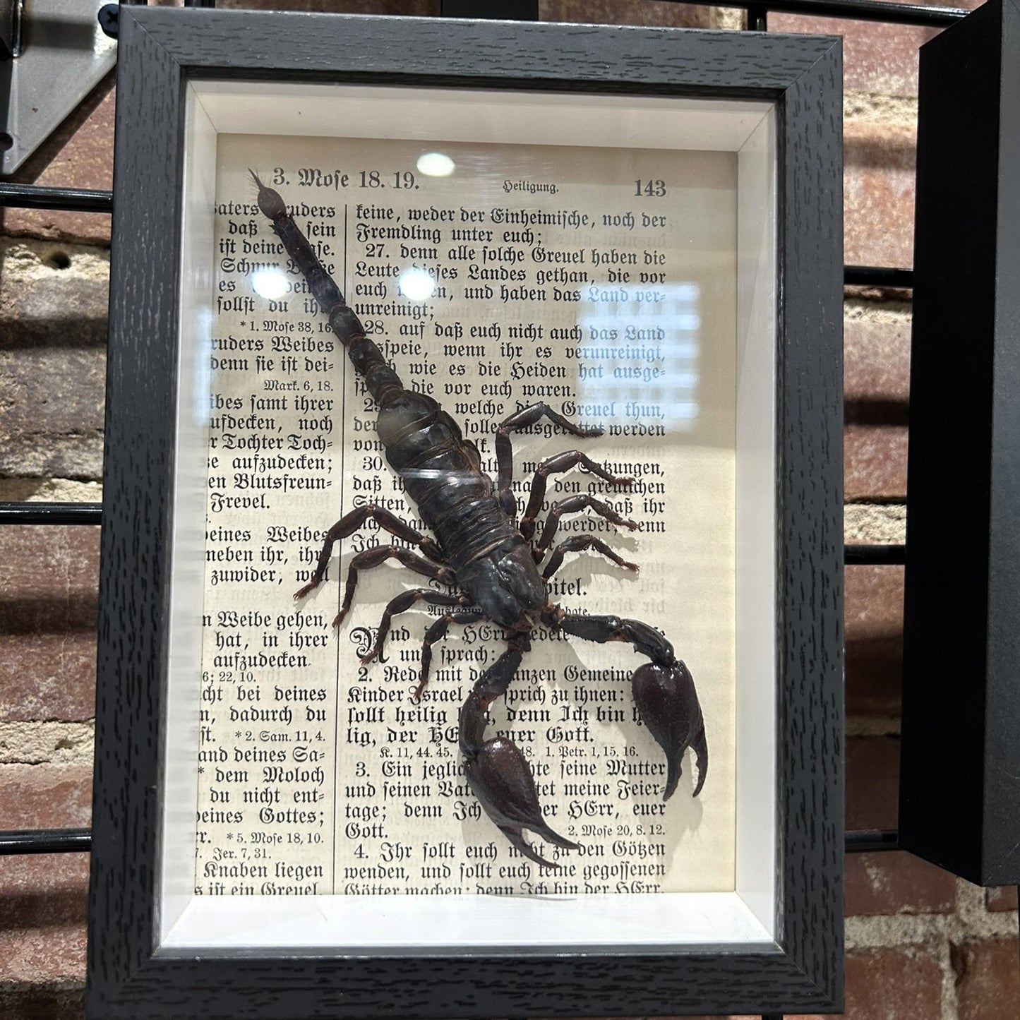 Asian Forest Scorpion