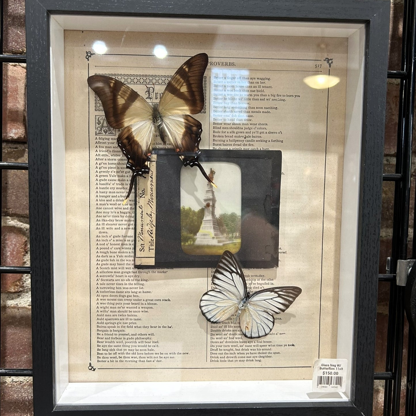 Butterflies with Glass Negatives