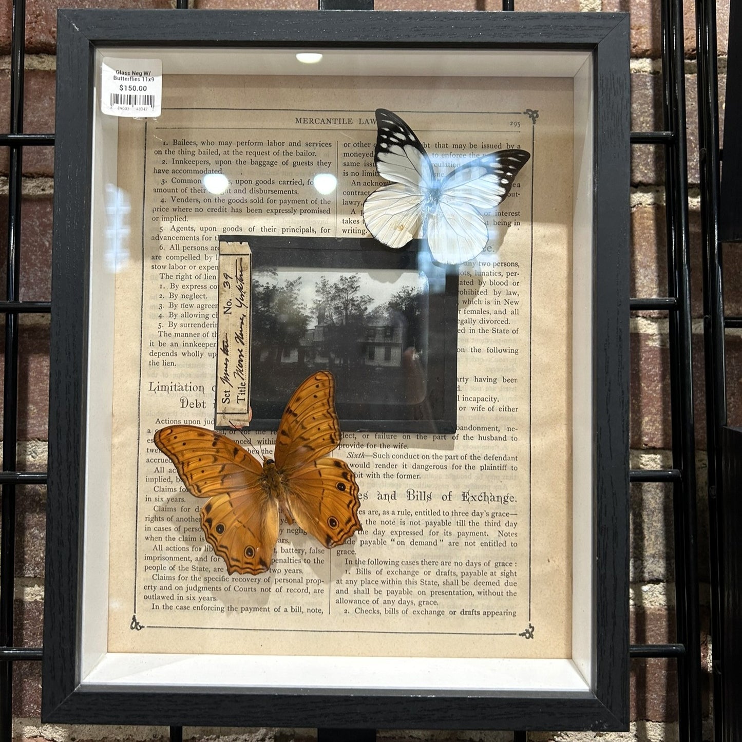 Butterflies with Glass Negatives