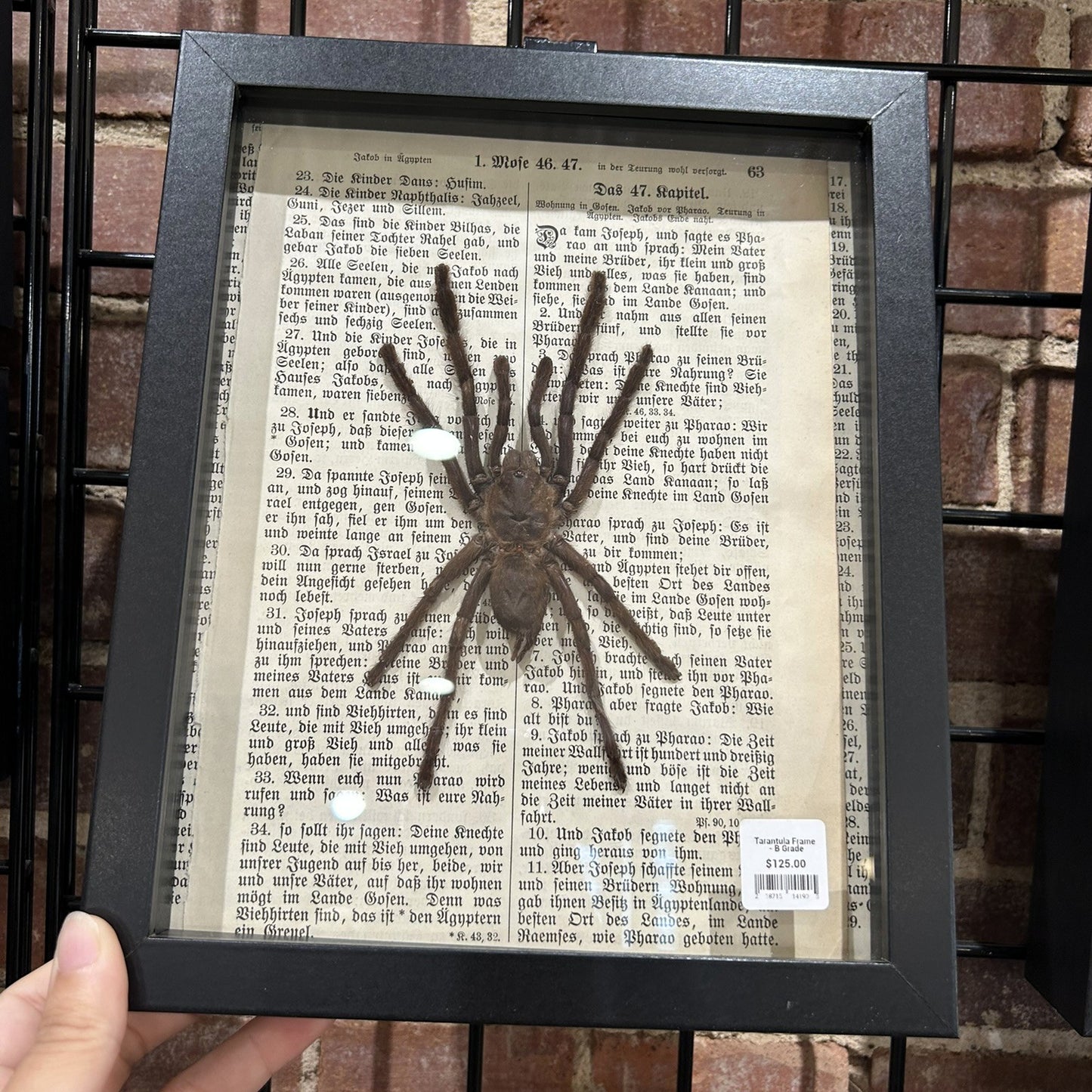 Tarantula Frame - B Grade
