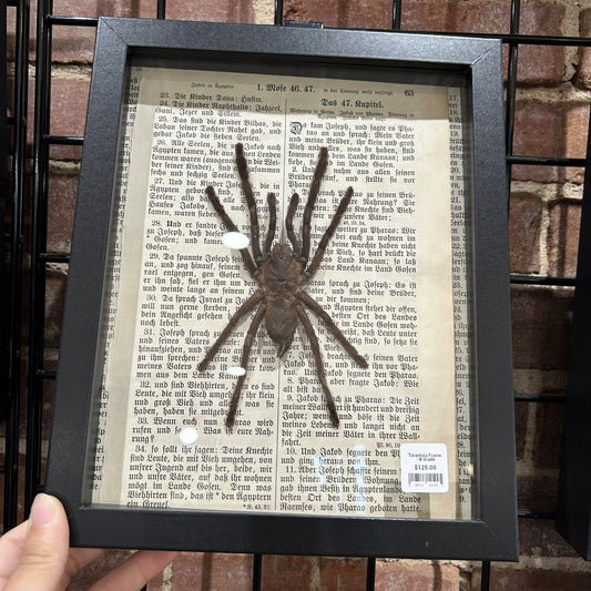 Tarantula Frame - B Grade