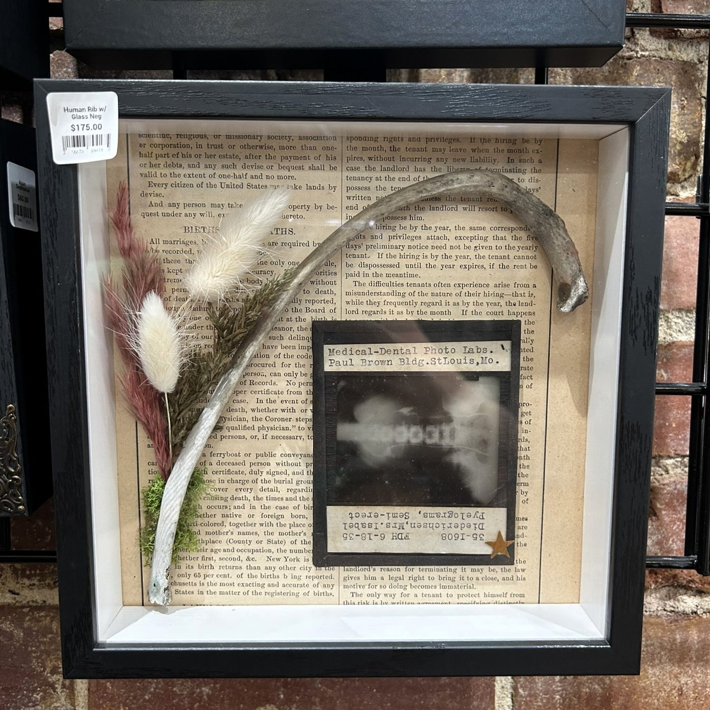 Human Rib with Glass Negative