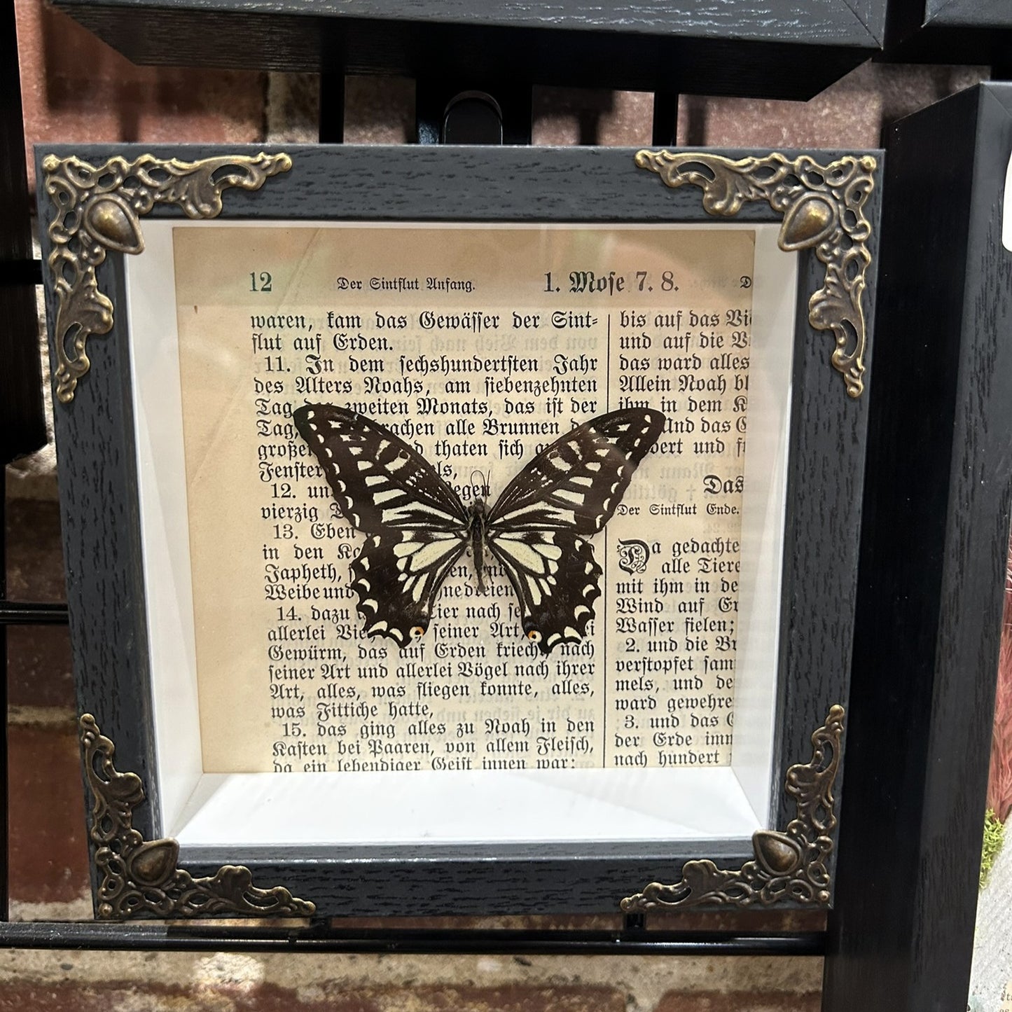 Asian Swallowtail