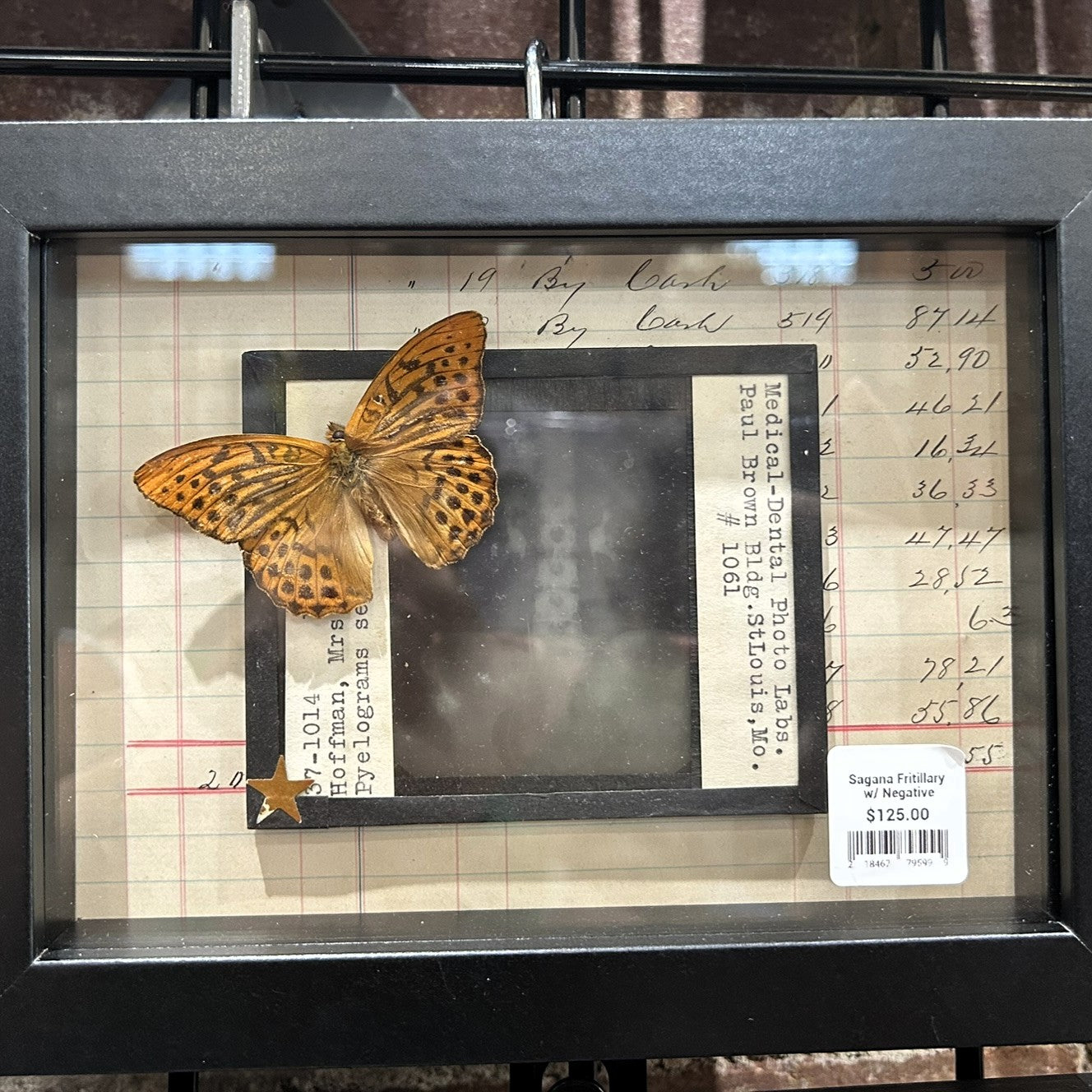Butterflies with Glass Negatives