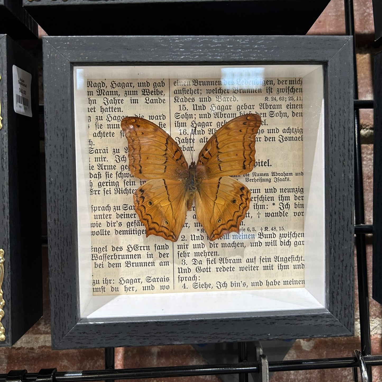 Cruiser Butterfly