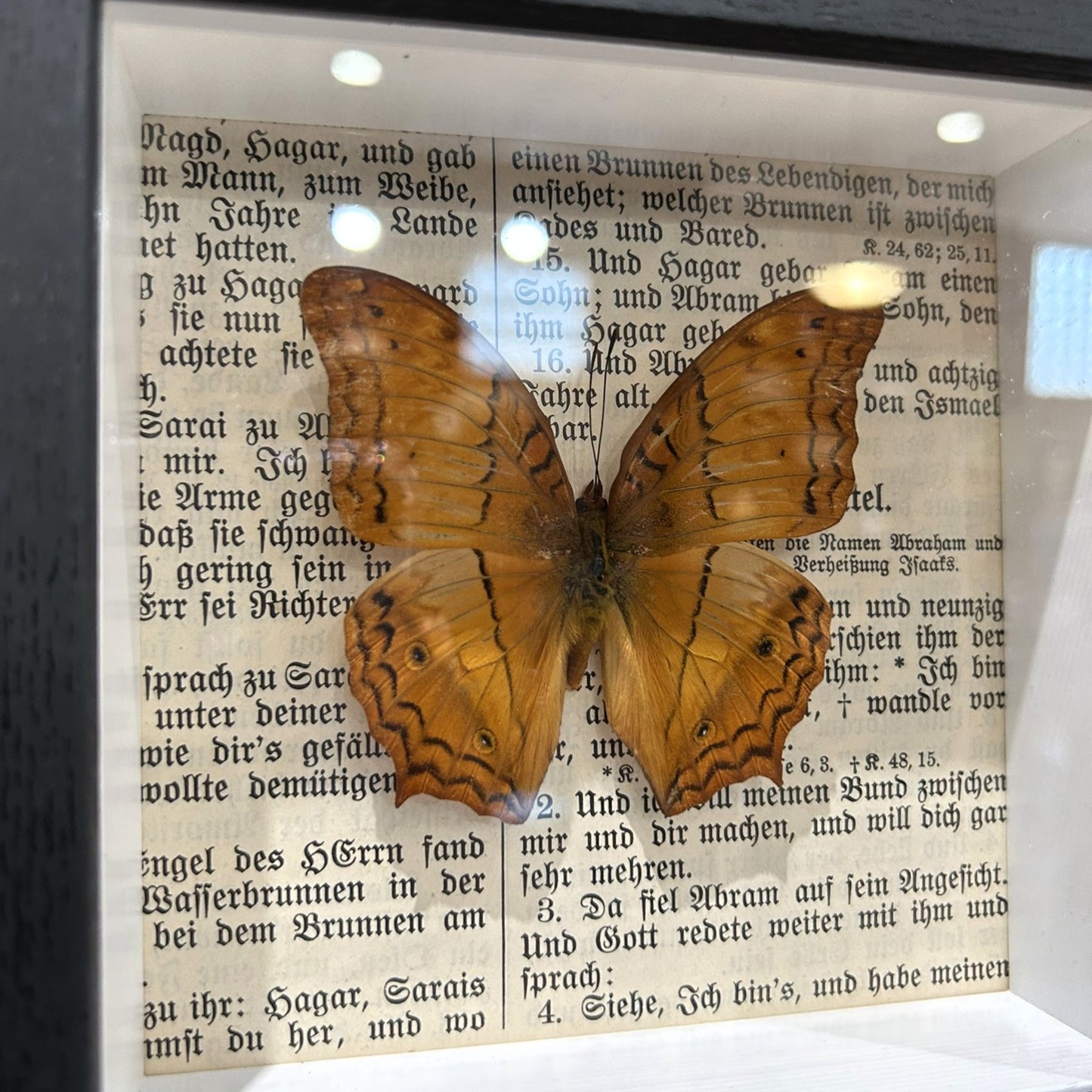 Cruiser Butterfly