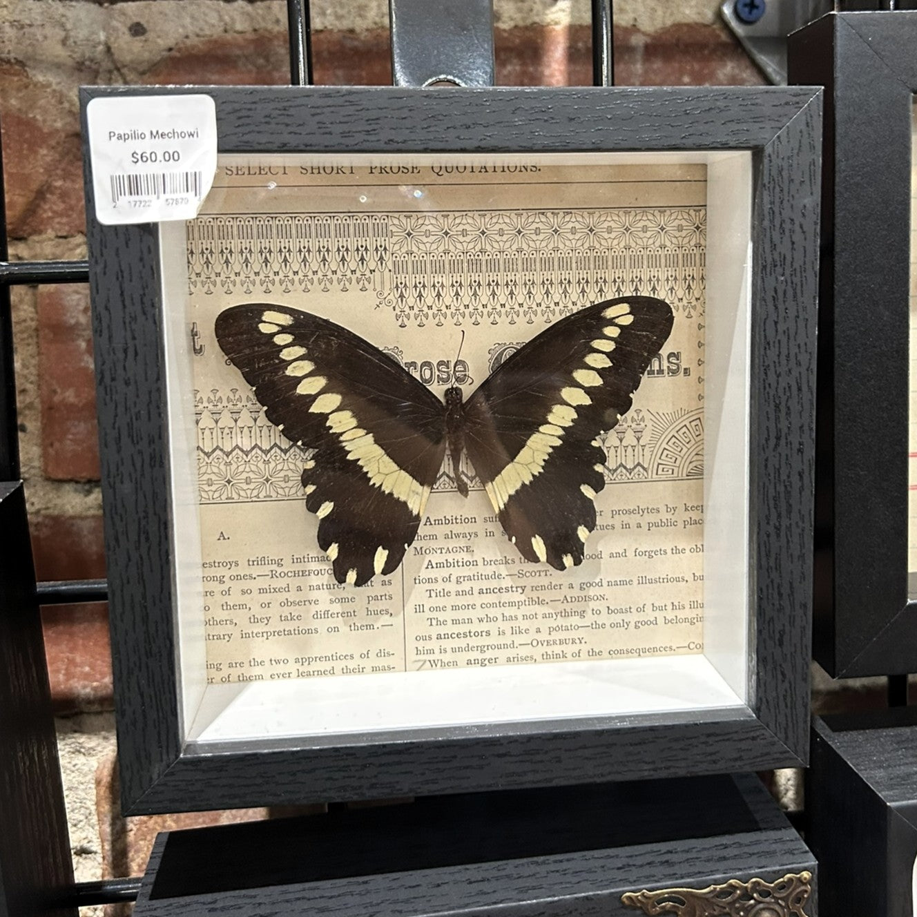 Papilio Mechowi