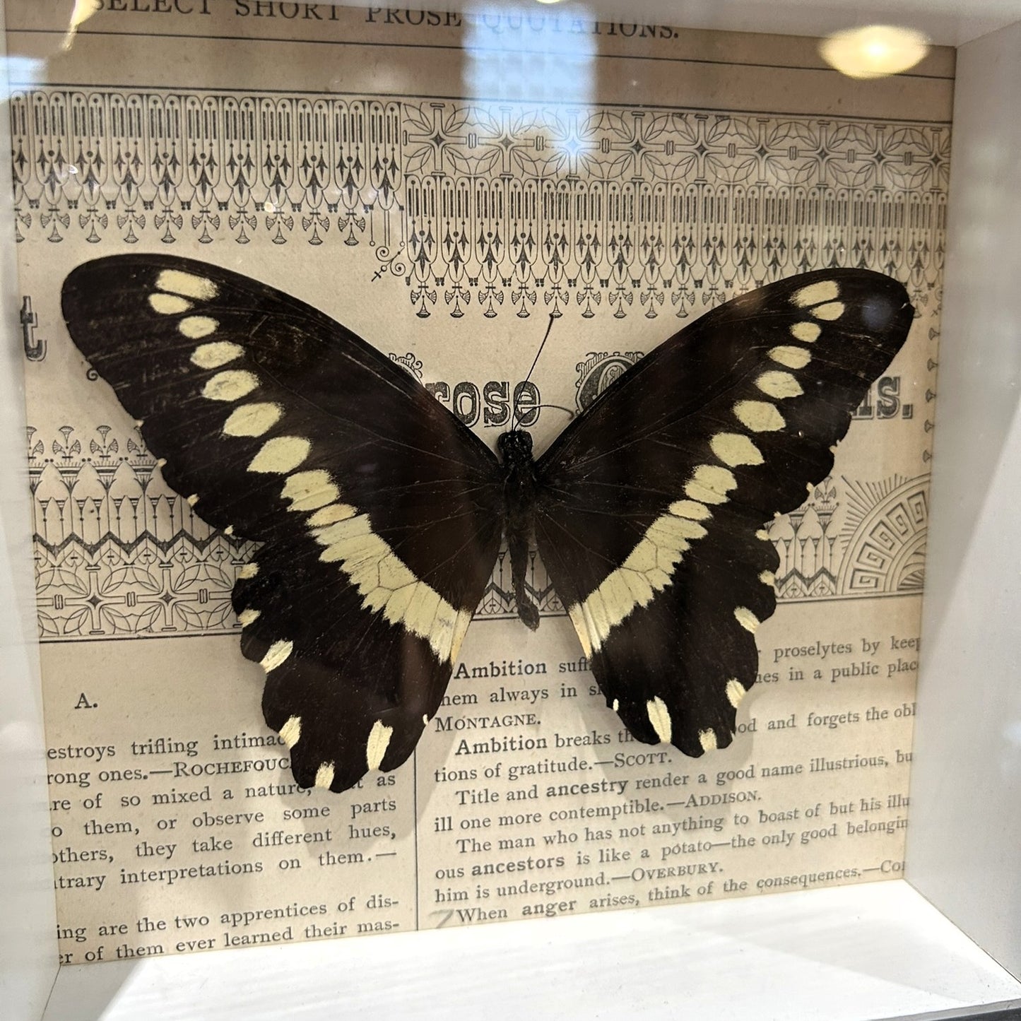 Papilio Mechowi