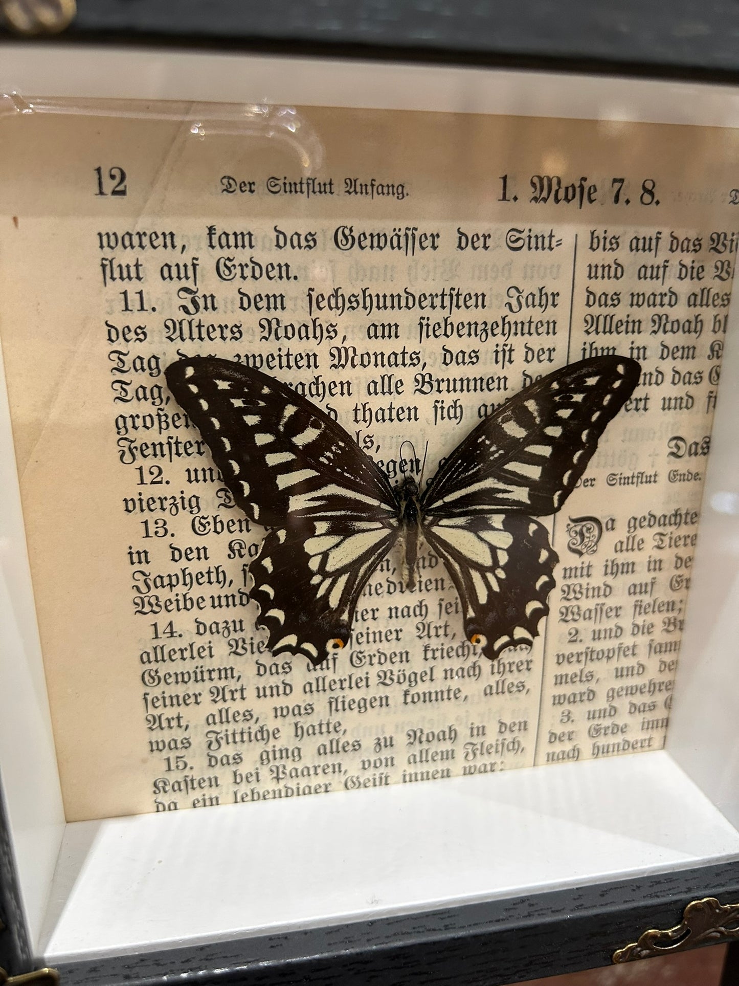 Asian Swallowtail