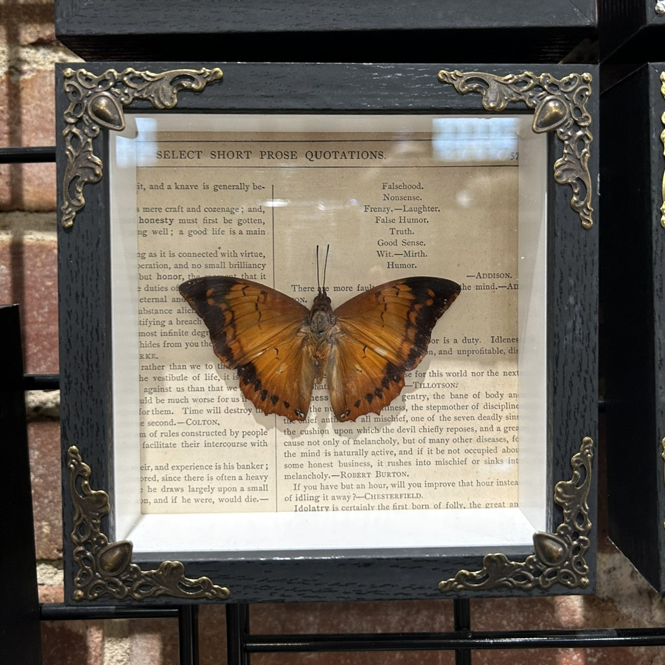 Brush-Footed Butterfly