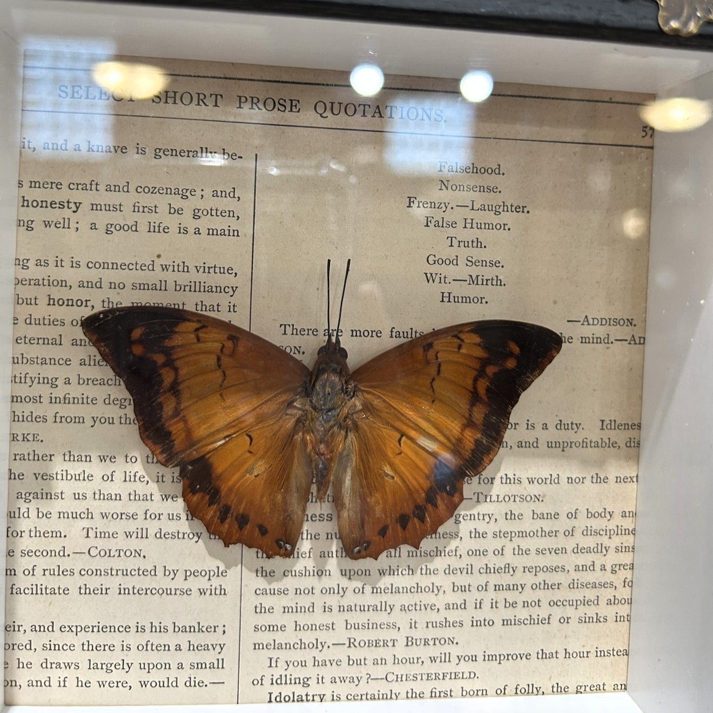 Brush-Footed Butterfly