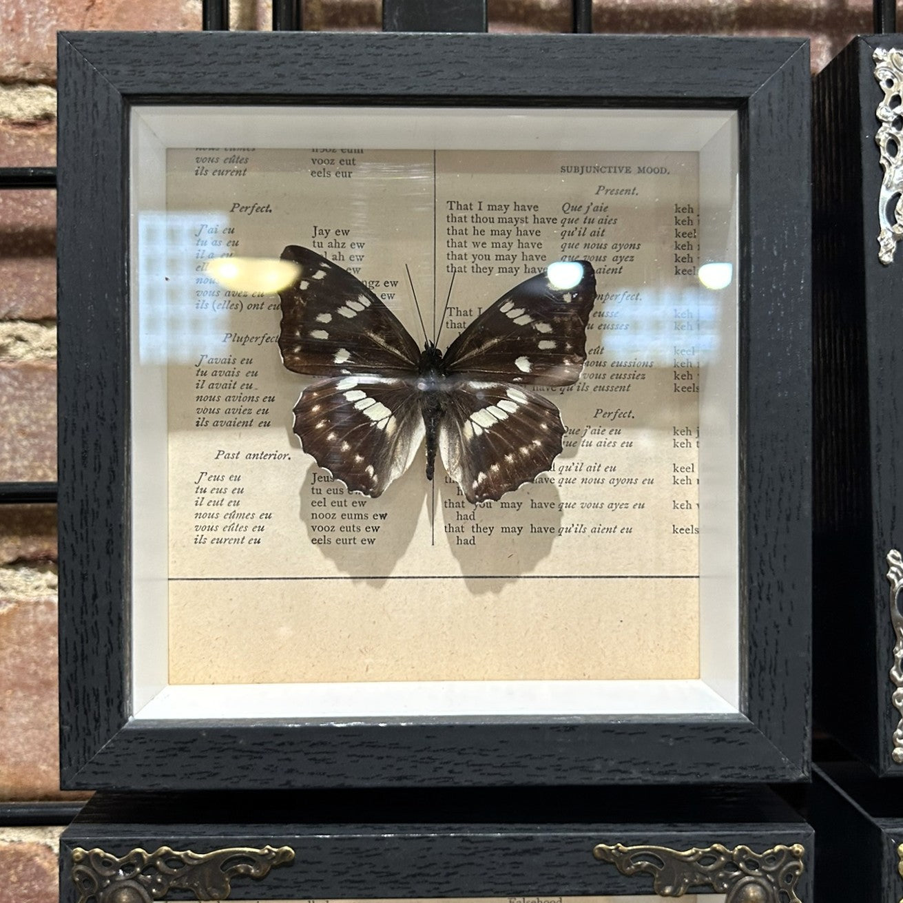 Limenitis Helmanni