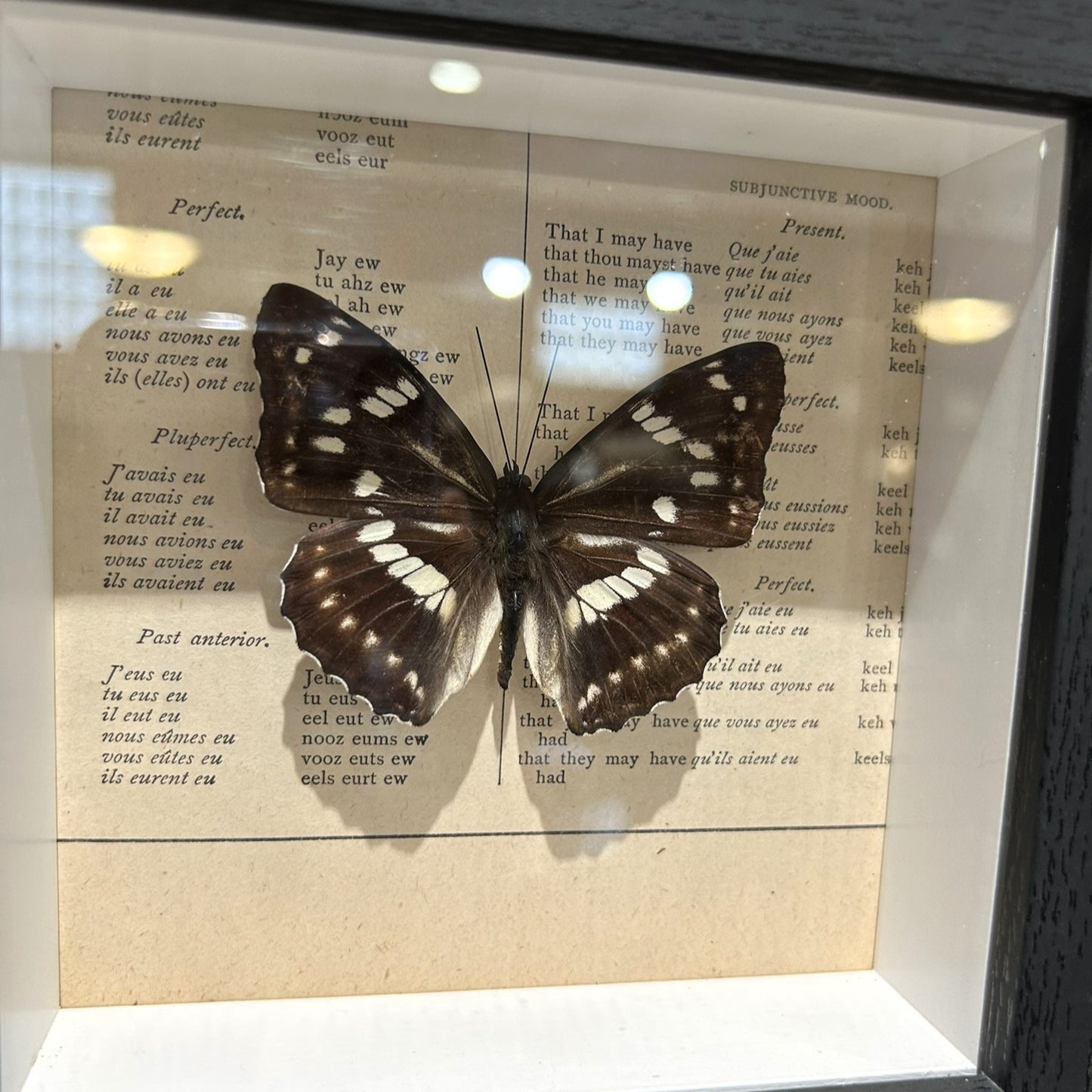 Limenitis Helmanni