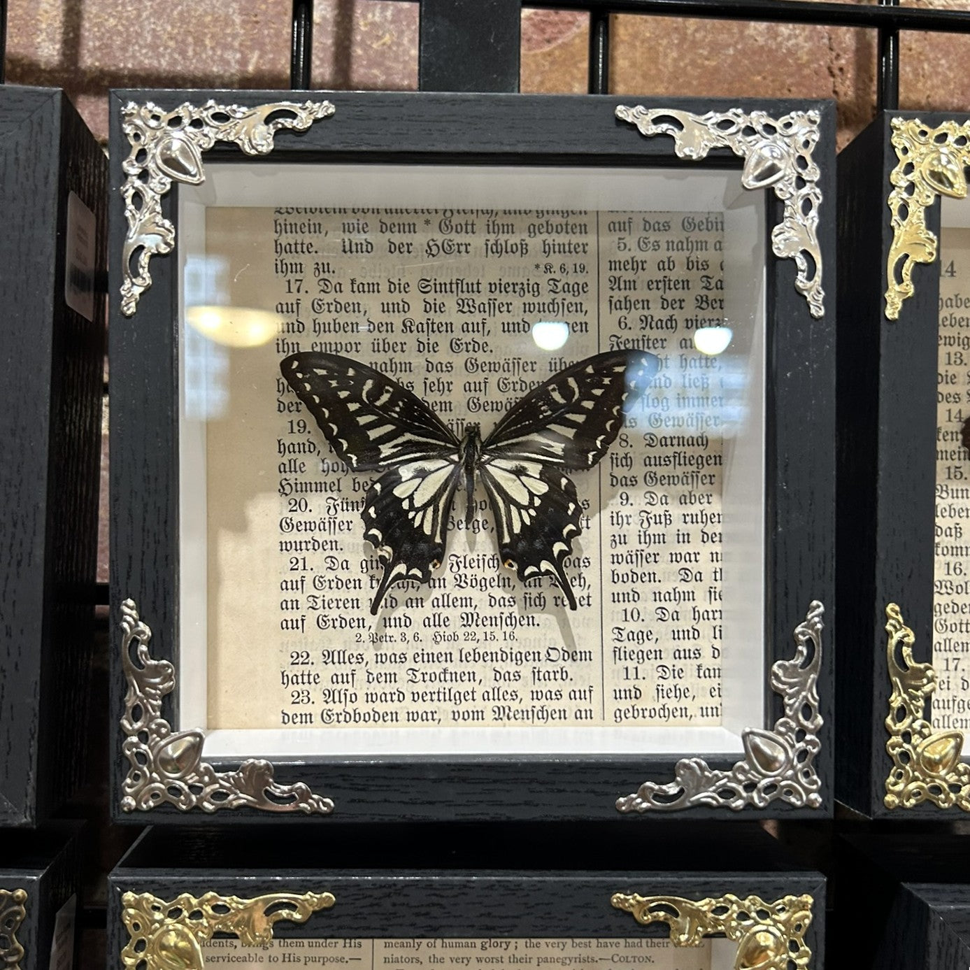 Asian Swallowtail