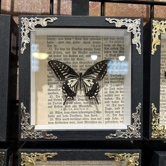Asian Swallowtail