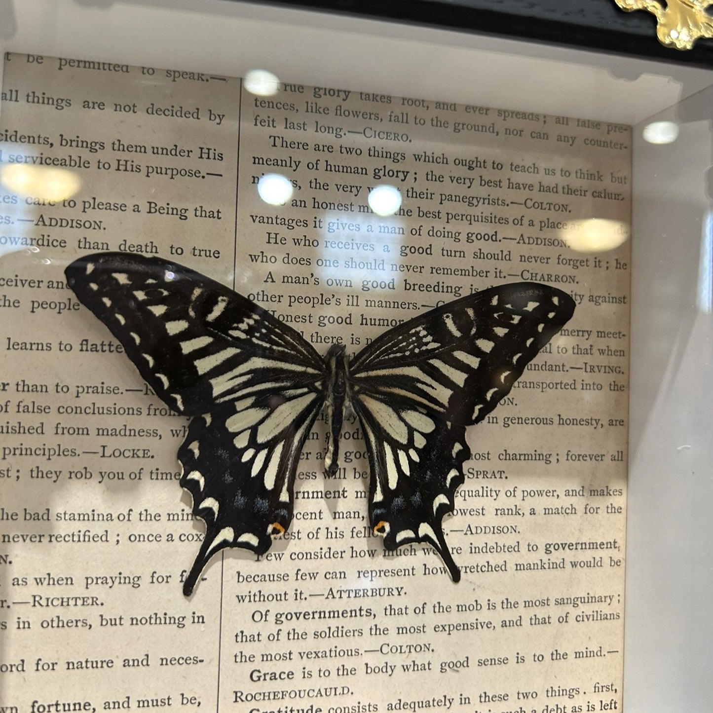 Asian Swallowtail