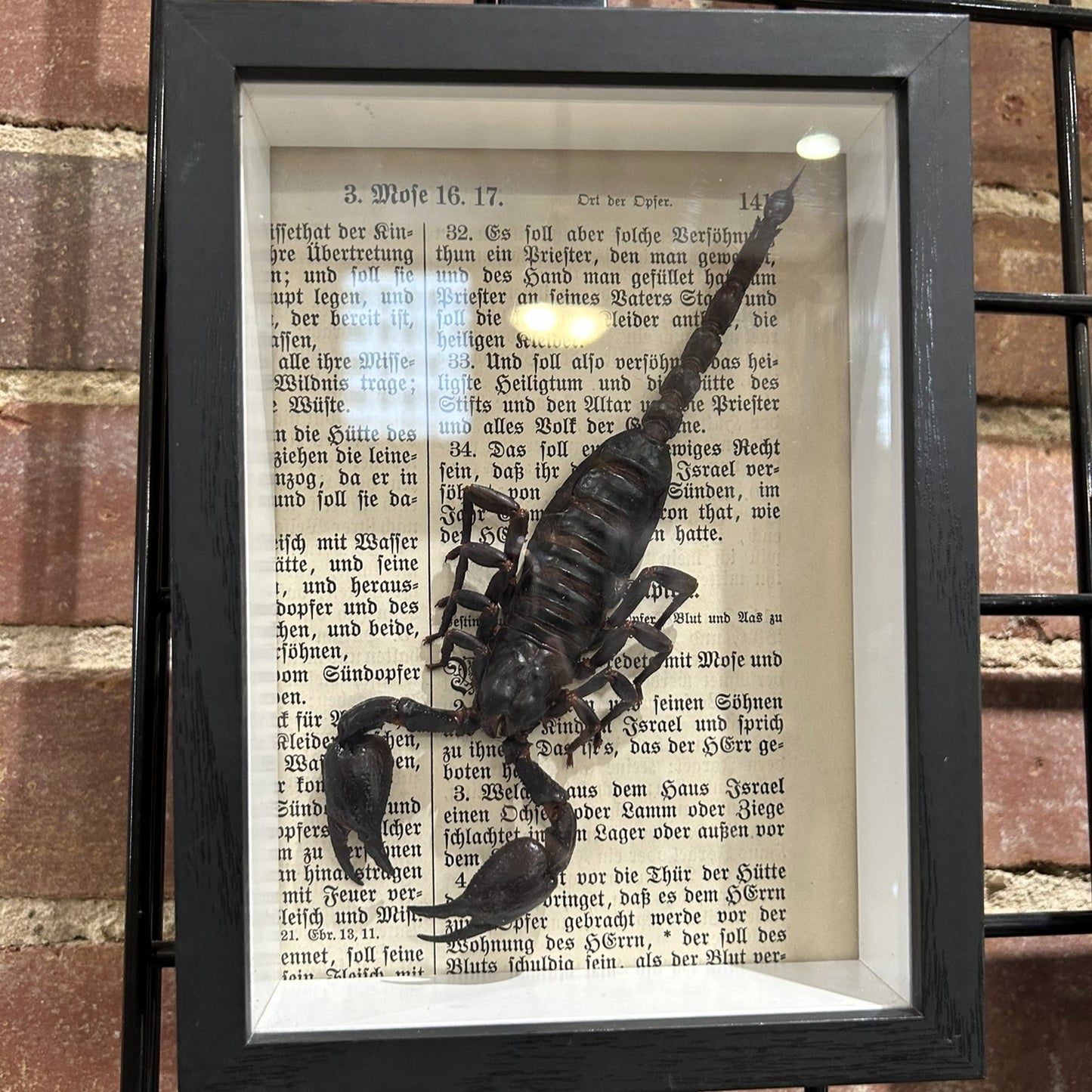 Asian Forest Scorpion
