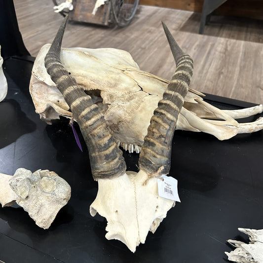 Blesbok Skull Plate